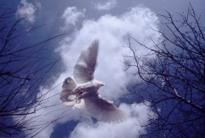 Featured is a photo of a dove in flight ... the dove being symbolic of the Holy Spirit or "spiritus" ... the early, original connotation given to the concept of spirituality:  "the indwelling of the Holy Spirit within the soul".